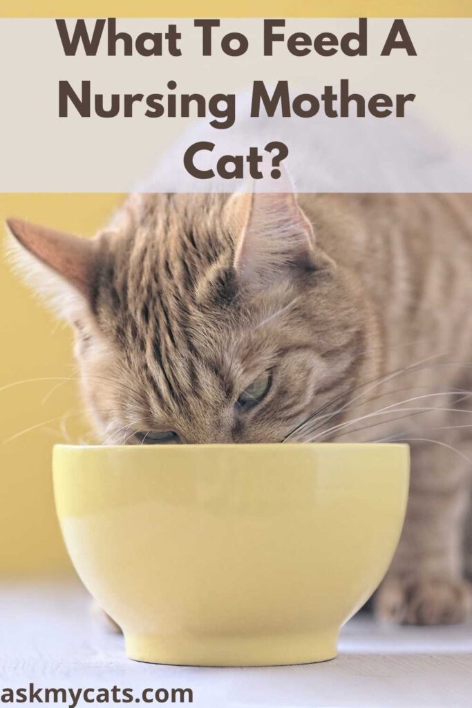 What To Feed A Nursing Mother Cat?