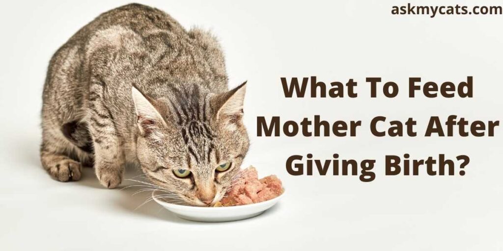 What To Feed Mother Cat After Giving Birth?
