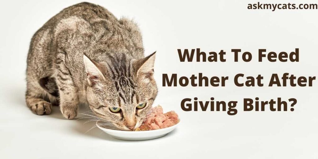 cat food after giving birth