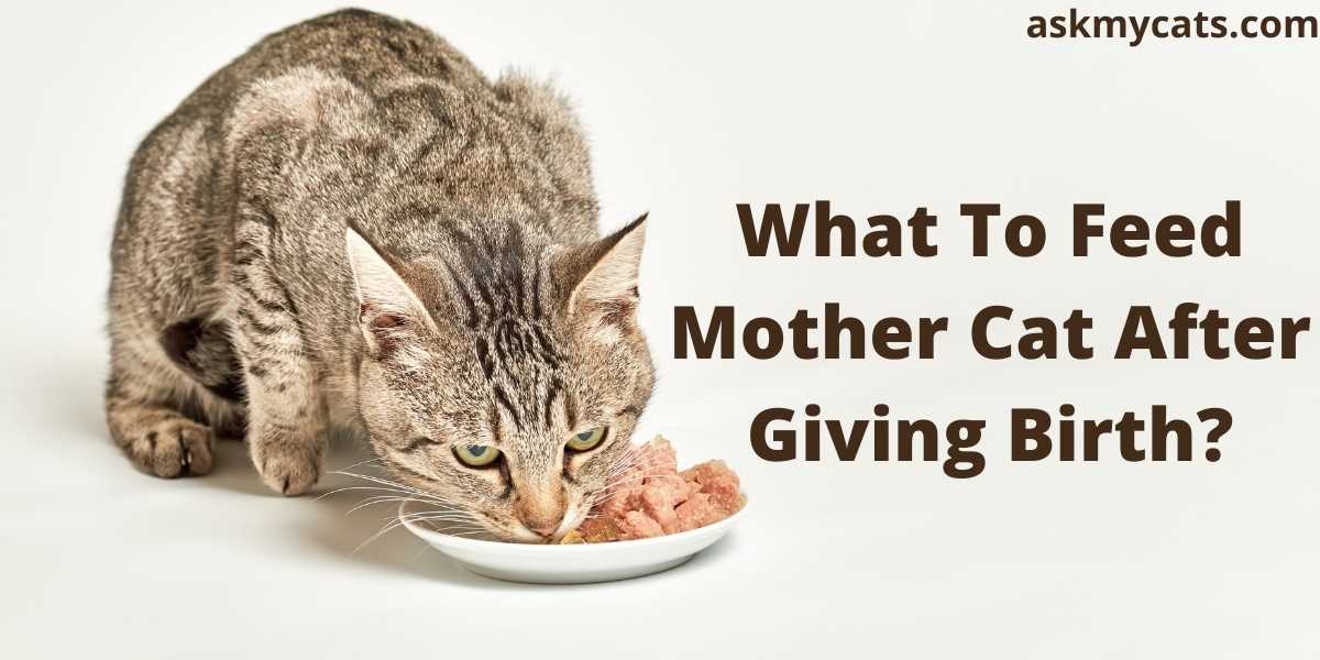 What To Feed Mother Cat After Giving Birth?