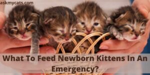 What To Feed Newborn Kittens In An Emergency?