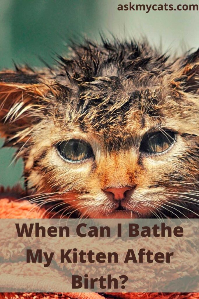 When Can I Bathe My Kitten After Birth?