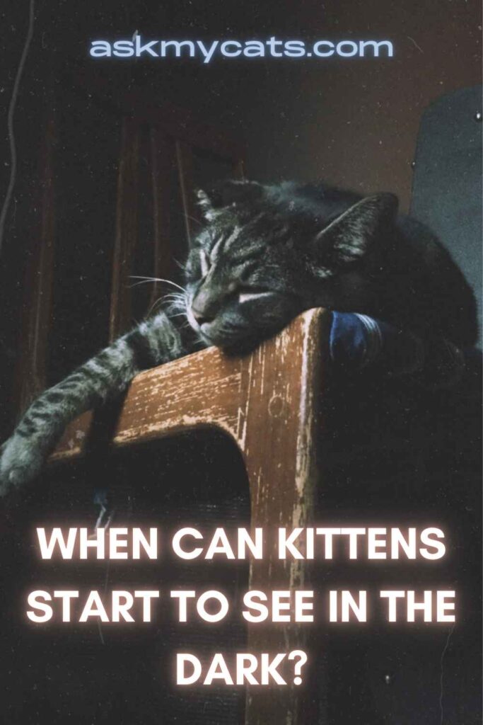 When Can Kittens Start To See In The Dark