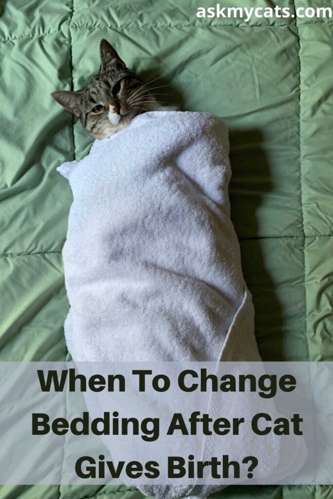 When To Change Bedding After Cat Gives Birth?