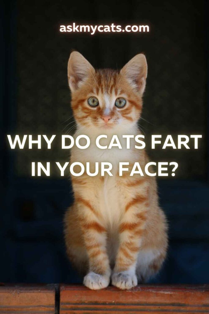 Why Do Cats Fart In Your Face