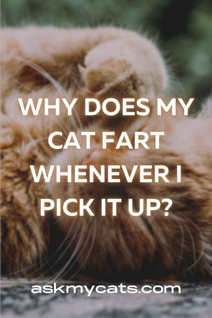 Why Does My Cat Fart Whenever I Pick It Up