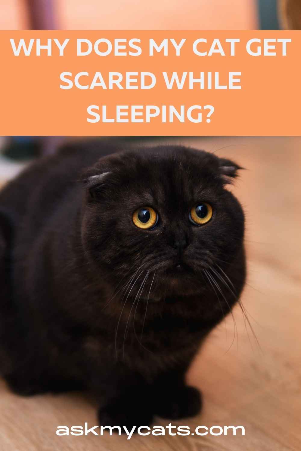 why-my-cat-suddenly-wakes-up-scared