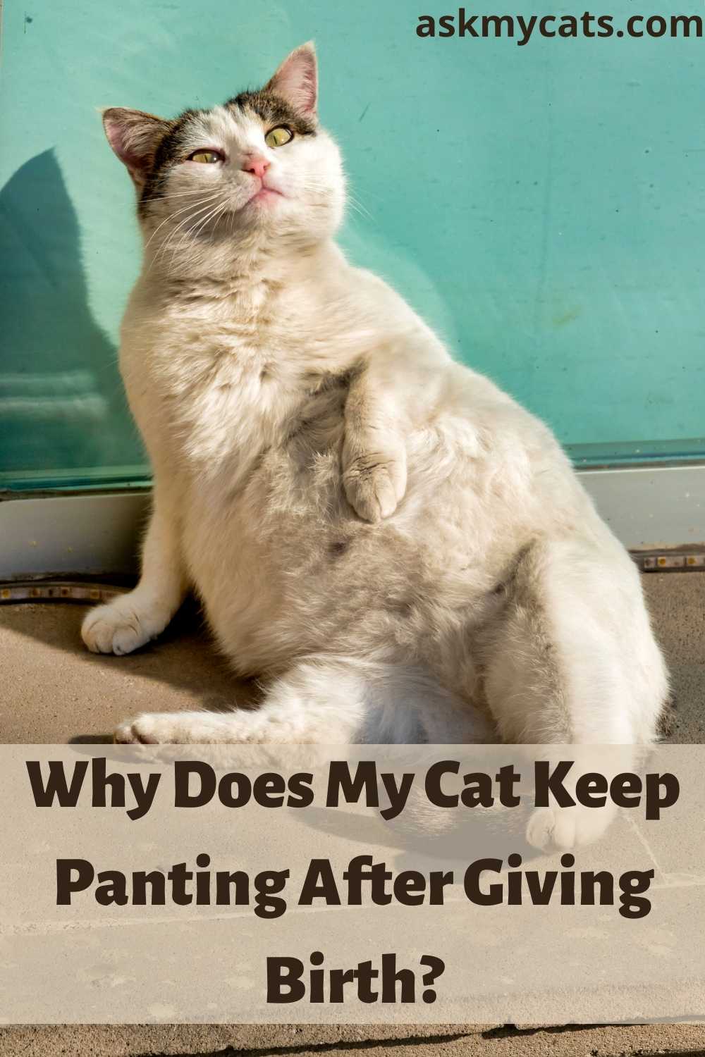 Cat Panting After Giving Birth Know Possible Reasons