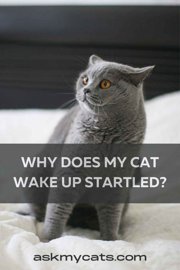 Why My Cat Suddenly Wakes Up Scared?