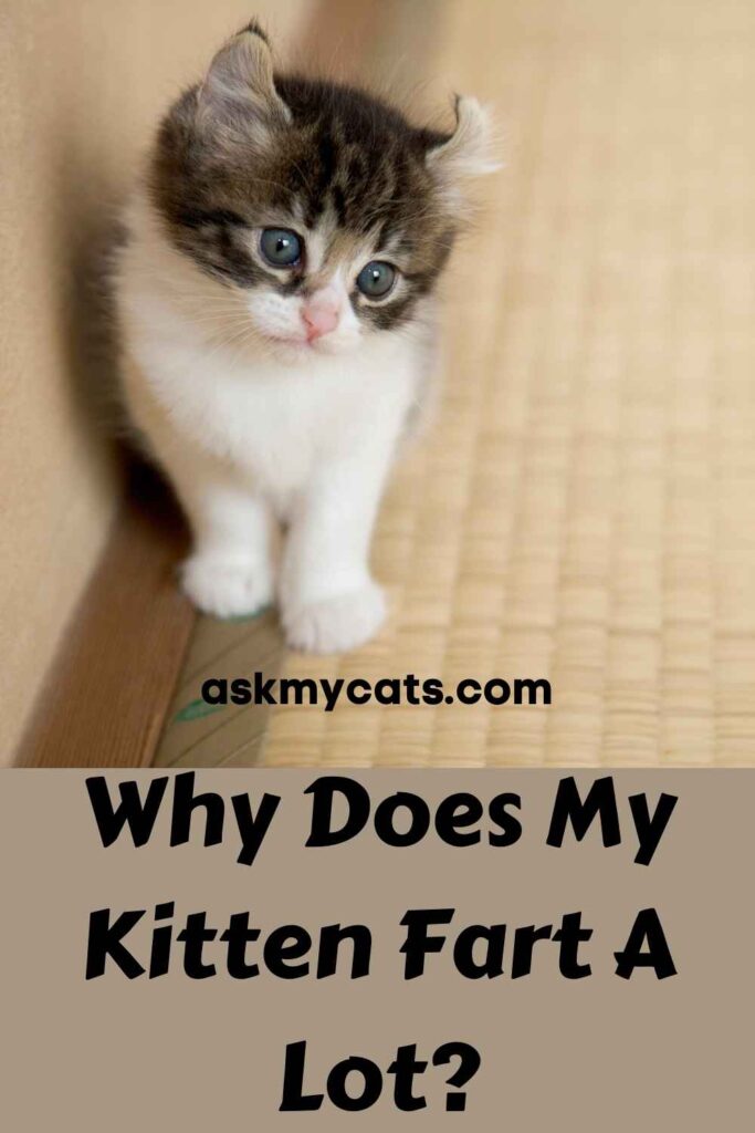 Why Does My Kitten Fart A Lot?