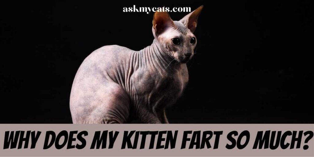 Why Does My Kitten Fart So Much?