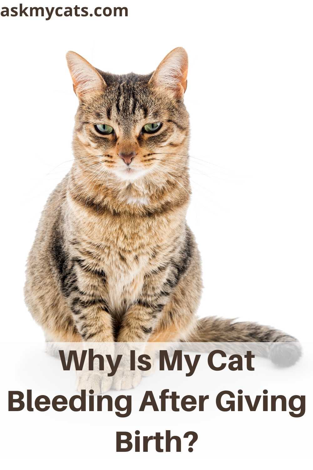 Cat Bleeding After Giving Birth Is It Normal?