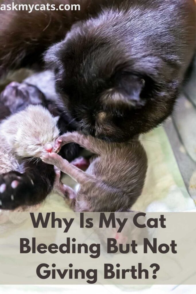 Why Is My Cat Bleeding But Not Giving Birth?
