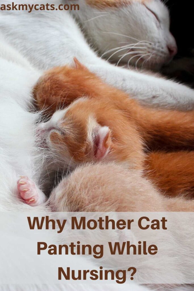 Why Mother Cat Panting While Nursing?