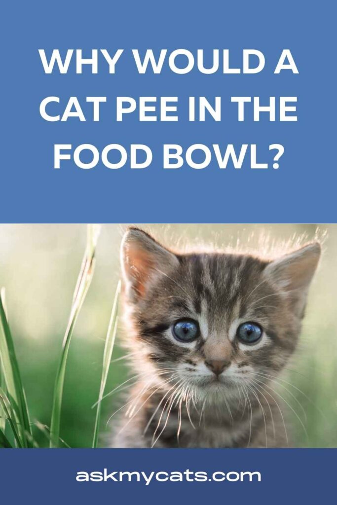 Why Would A Cat Pee In The Food Bowl
