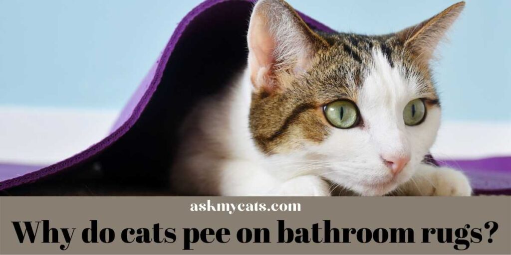 Why do cats pee on bathroom rugs?