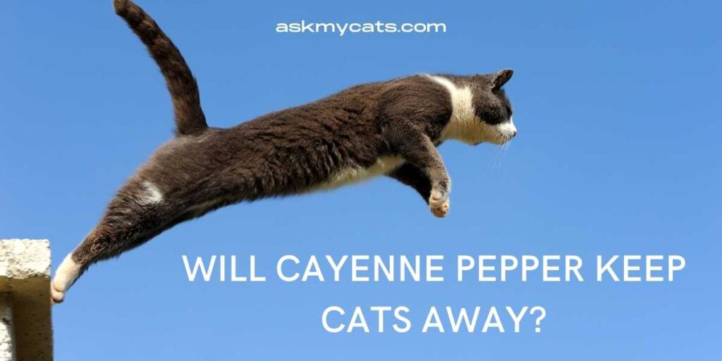 Will Cayenne Pepper Keep Cats Away