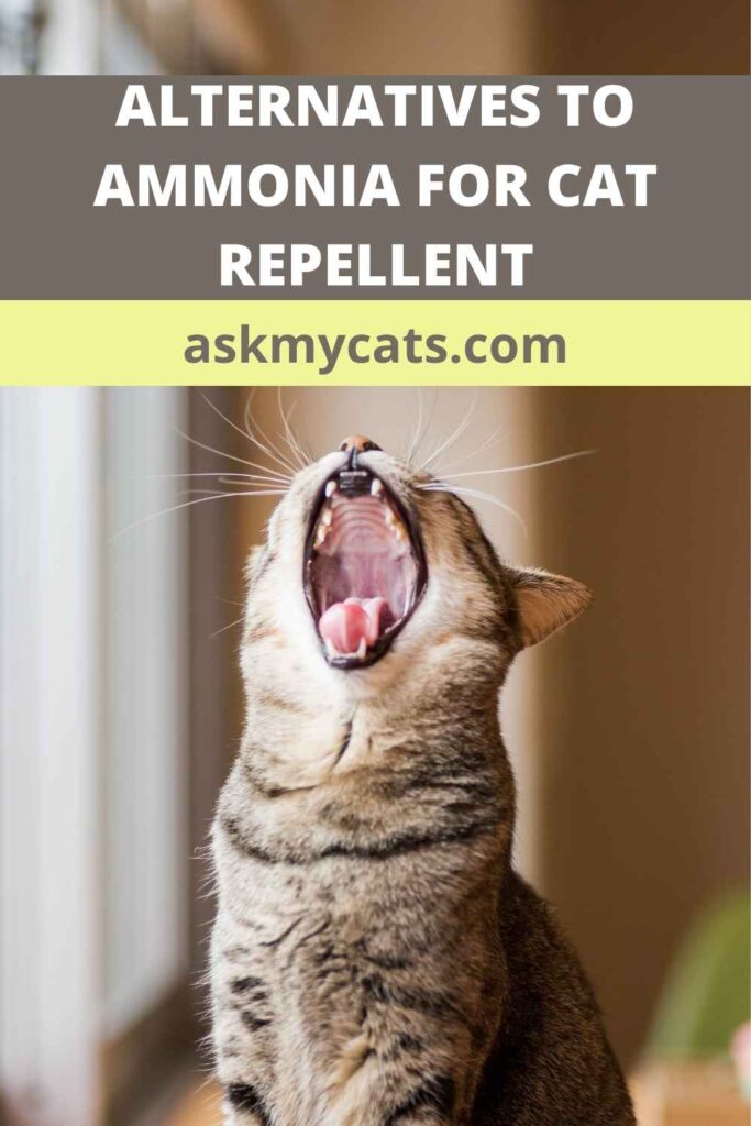 Alternatives To Ammonia For Cat Repellent