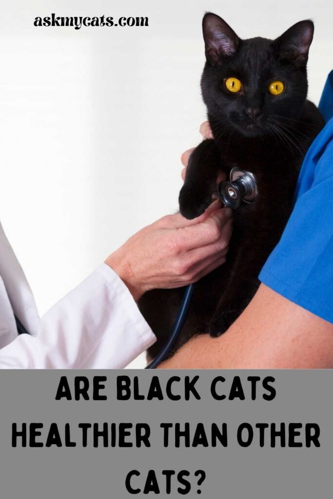 Are Black Cats Healthier Than Other Cats