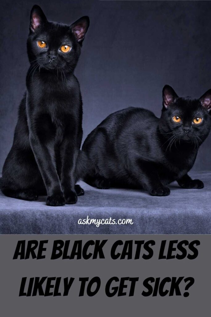 Are Black Cats Less Likely To Get Sick
