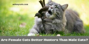 Are Female Cats Better Hunters Than Male Cats?