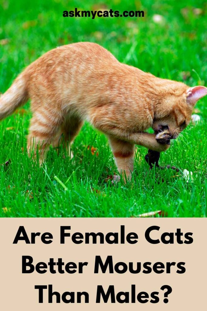 Are Female Cats Better Mousers Than Males?