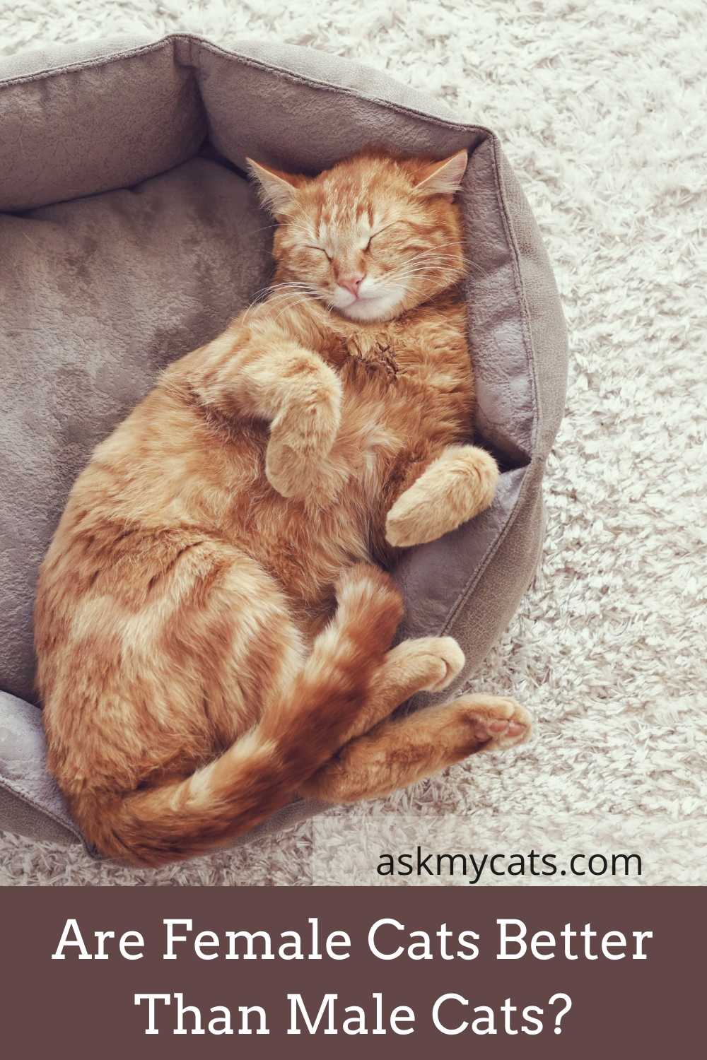 Do Female Cats Live Longer Than Male Cats?