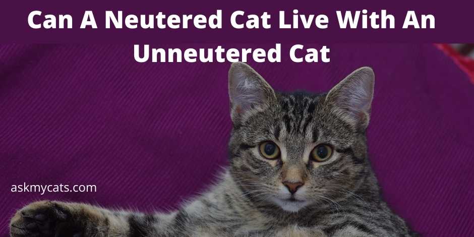 Can A Neutered Cat Live With An Unneutered Cat?