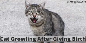 Cat Growling After Giving Birth: Is It Normal?