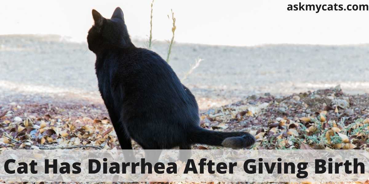 Cat Has Diarrhea After Giving Birth: What Should You Do?