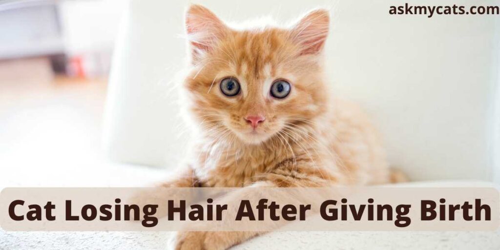 Cat Losing Hair After Giving Birth?