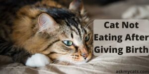 Why Is My Cat Not Eating After Giving Birth?