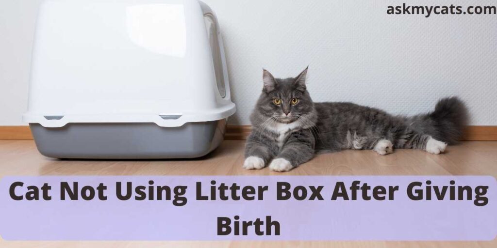 Cat Not Using Litter Box After Giving Birth