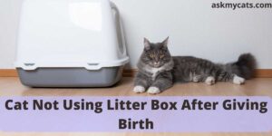 Why Is My Cat Not Using Litter Box After Giving Birth?