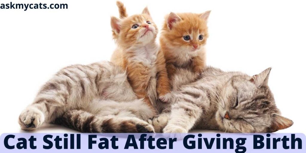 Cat Still Fat After Giving Birth