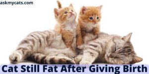 Why Is My Cat Still Fat After Giving Birth?