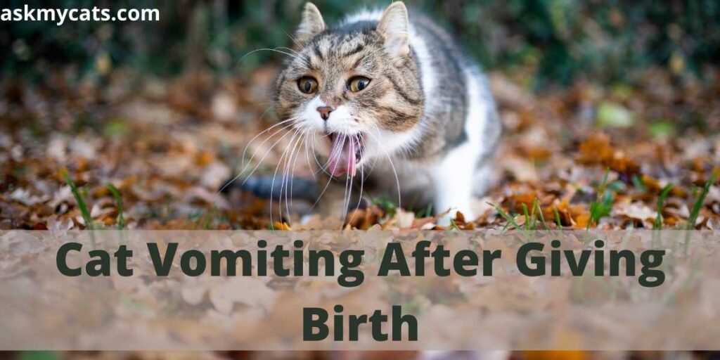 Cat Vomiting After Giving Birth