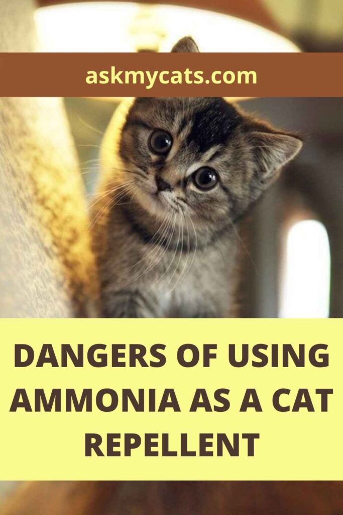 Dangers Of Using Ammonia As A Cat Repellent