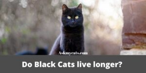 Do Black Cats Live Longer? Myth or Fact?