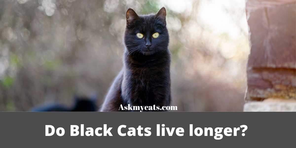 Do Black Cats Live Longer? How Long Do Black Cats Live?