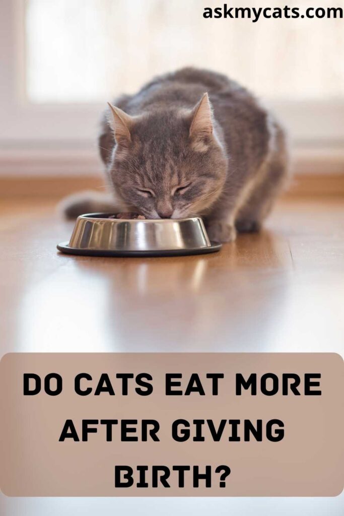 Do-Cats-Eat-More-After-Giving-Birth.