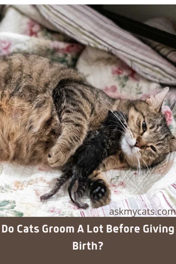 Do Cats Groom A Lot Before Giving Birth?
