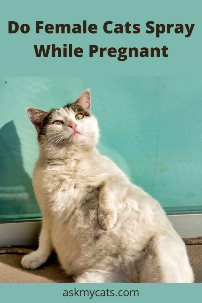 Why Does My Pregnant Cat Pee Everywhere?