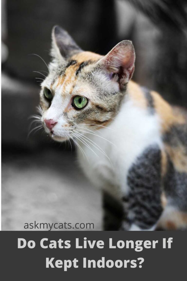 Do Indoor Cats Live Longer? How Long Do Indoor Cats Live?