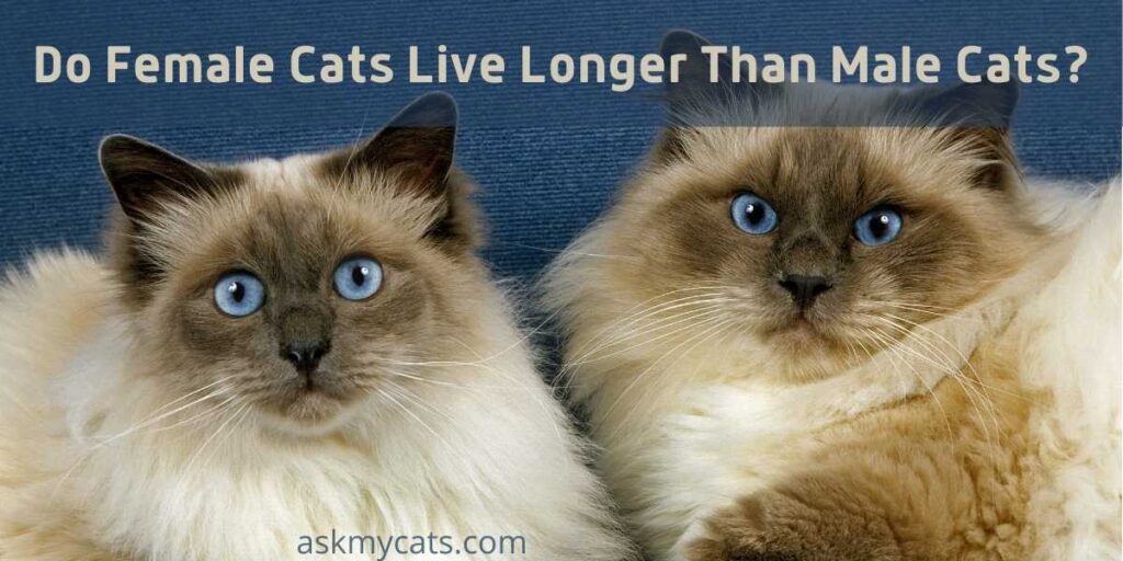 Do Female Cats Live Longer Than Male Cats?