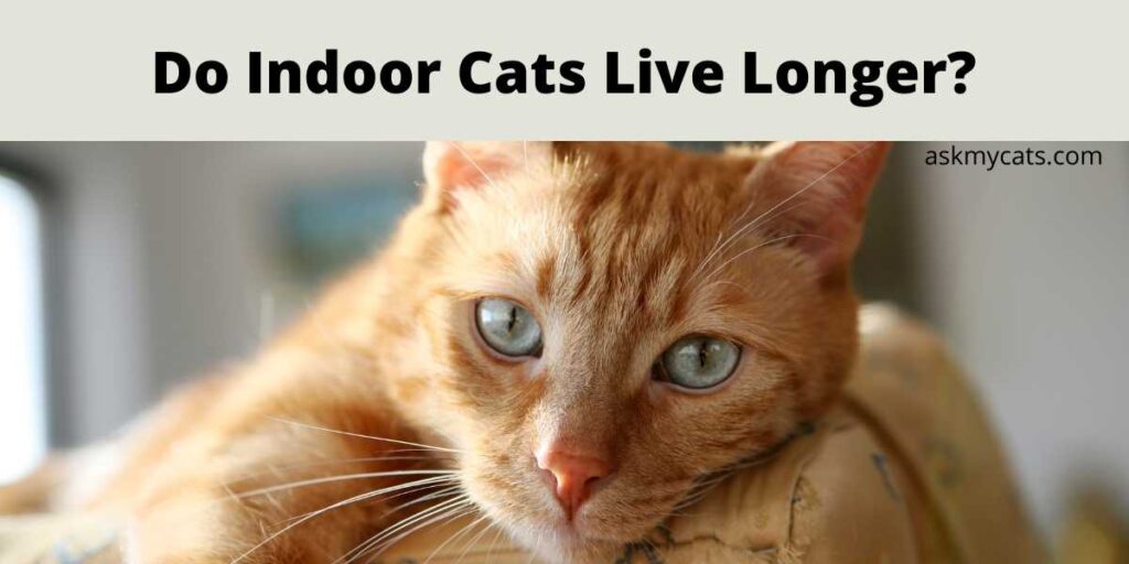 Do Indoor Cats Live Longer?