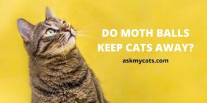 Do Moth Balls Keep Cats Away?