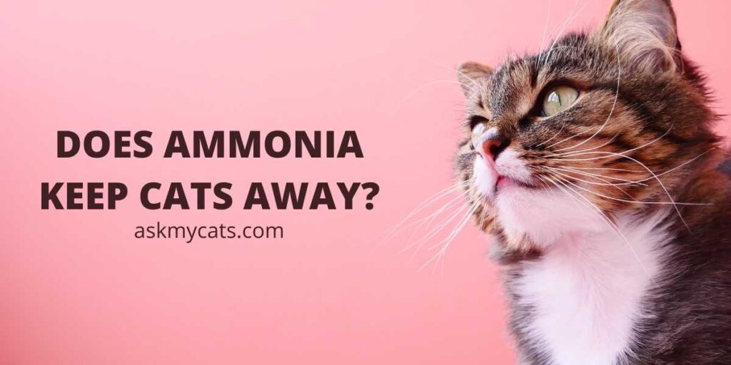 Does Ammonia Keep Cats Away