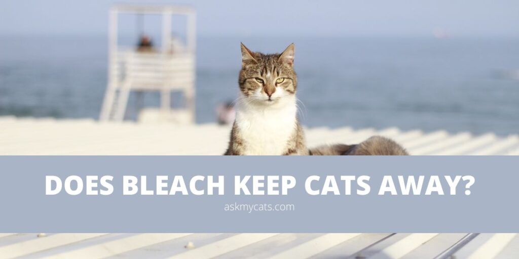 Does Bleach Keep Cats Away