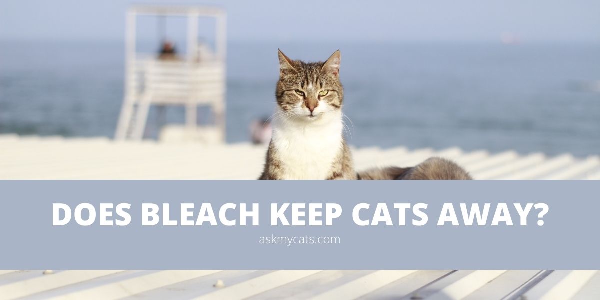 Does Bleach Keep Cats Away? Does Bleach Keep Cats Away?